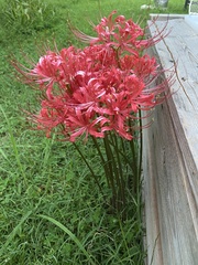 Lycoris radiata