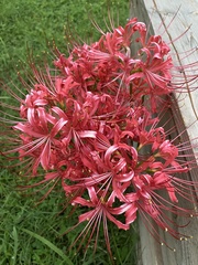 Lycoris radiata