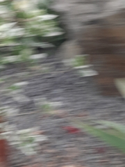 Hibiscus rosa-sinensis