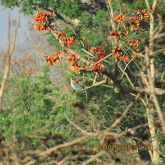Coracias benghalensis