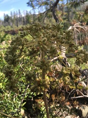 Angelica tomentosa