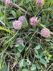 Trifolium fragiferum