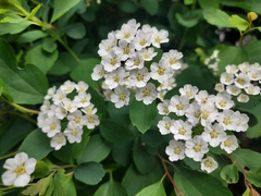 Spiraea trilobata