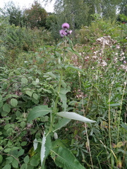 Cirsium helenioides