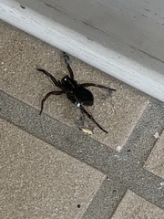 Tigrosa helluo