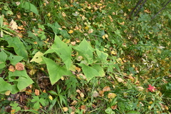 Parasenecio hastatus