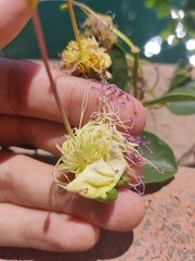 Capparis orientalis