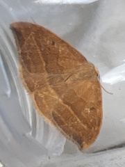 Watsonalla cultraria