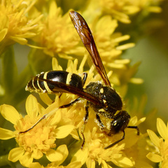 Ancistrocerus antilope