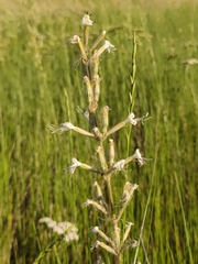 Silene viscosa