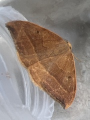 Watsonalla cultraria