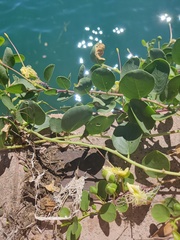 Capparis orientalis