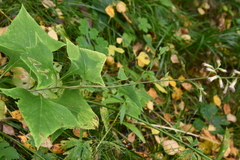 Parasenecio hastatus