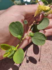 Capparis orientalis