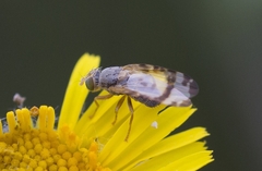 Sphenella marginata