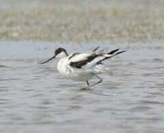 Recurvirostra avosetta