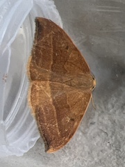 Watsonalla cultraria