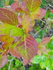 Vaccinioideae