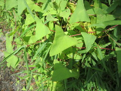 Persicaria perfoliata