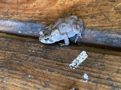 Anaxyrus fowleri