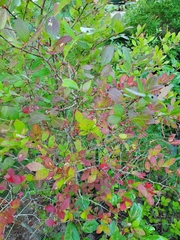 Vaccinioideae