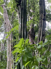 Pachycereus pecten-aboriginum