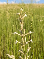Silene viscosa