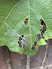 Choreutis nemorana