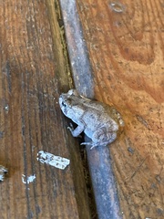 Anaxyrus fowleri