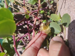 Capparis orientalis