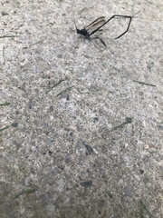 Pelecinus polyturator