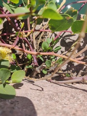 Capparis orientalis