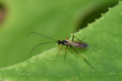 Alysiinae