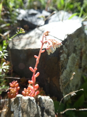 Sedum album
