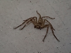 Heteropoda venatoria