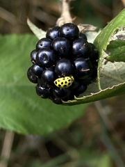 Psyllobora vigintiduopunctata