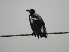 Gymnorhina tibicen