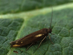 Scythris cuspidella