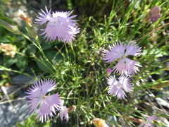 Dianthus hyssopifolius