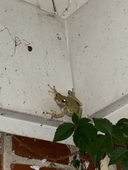 Hyla chrysoscelis