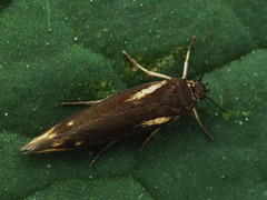 Scythris cuspidella