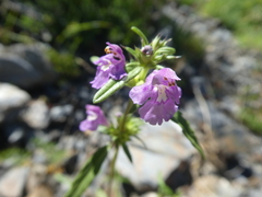 Galeopsis