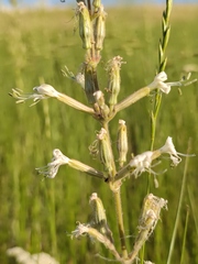 Silene viscosa