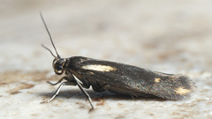 Scythris cuspidella