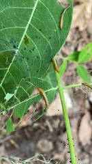 Saucrobotys futilalis