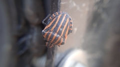 Graphosoma italicum italicum