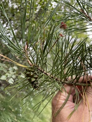 Pinus sylvestris