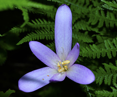 Colchicum