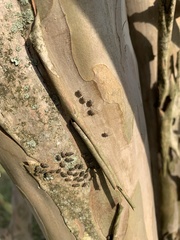 Cerastipsocus venosus