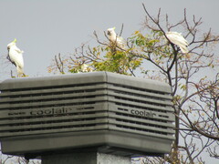 Cacatua galerita